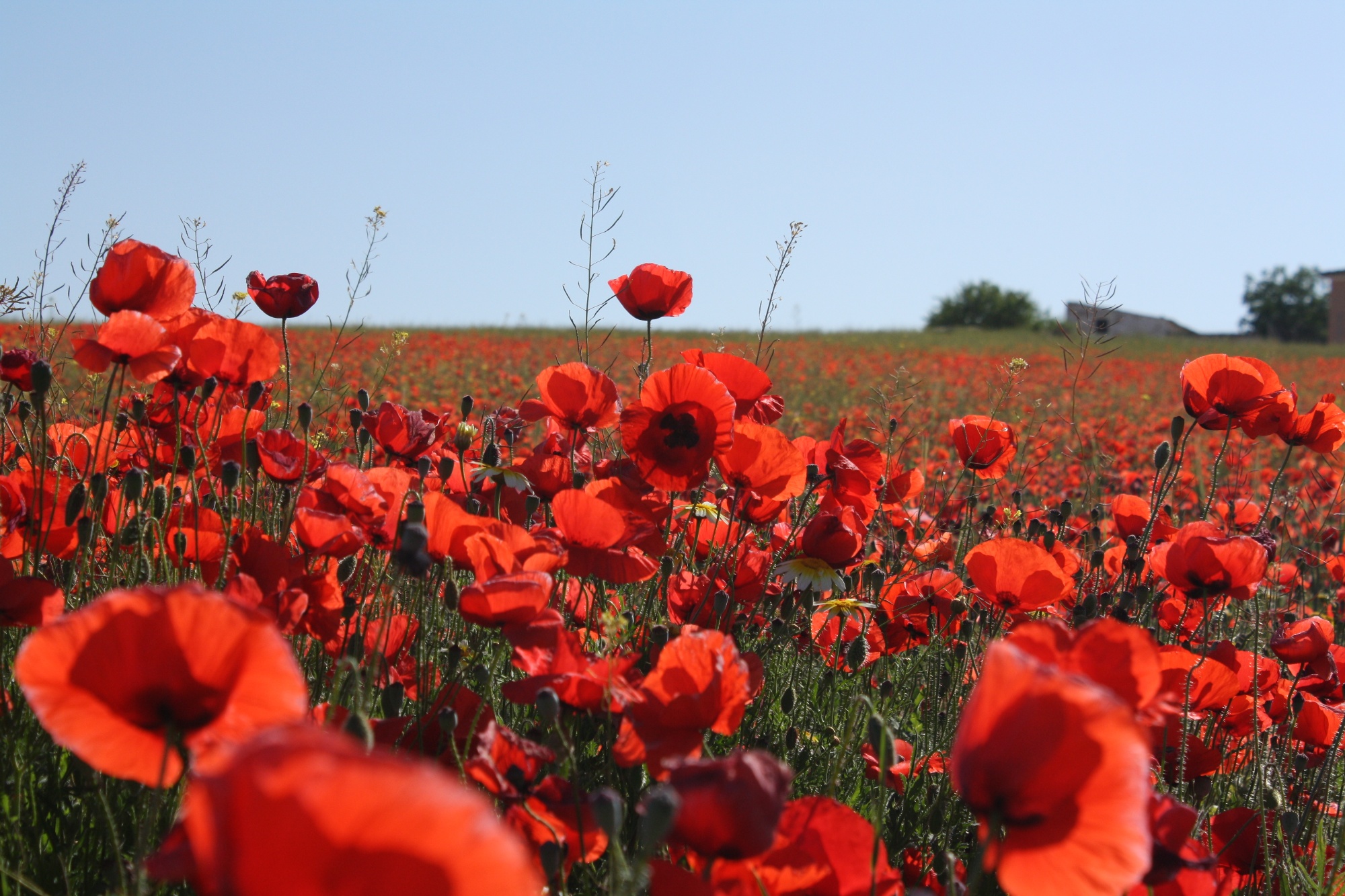 Remembrance image from Freepik