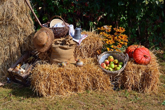 Harvest public domain image Piaxabay